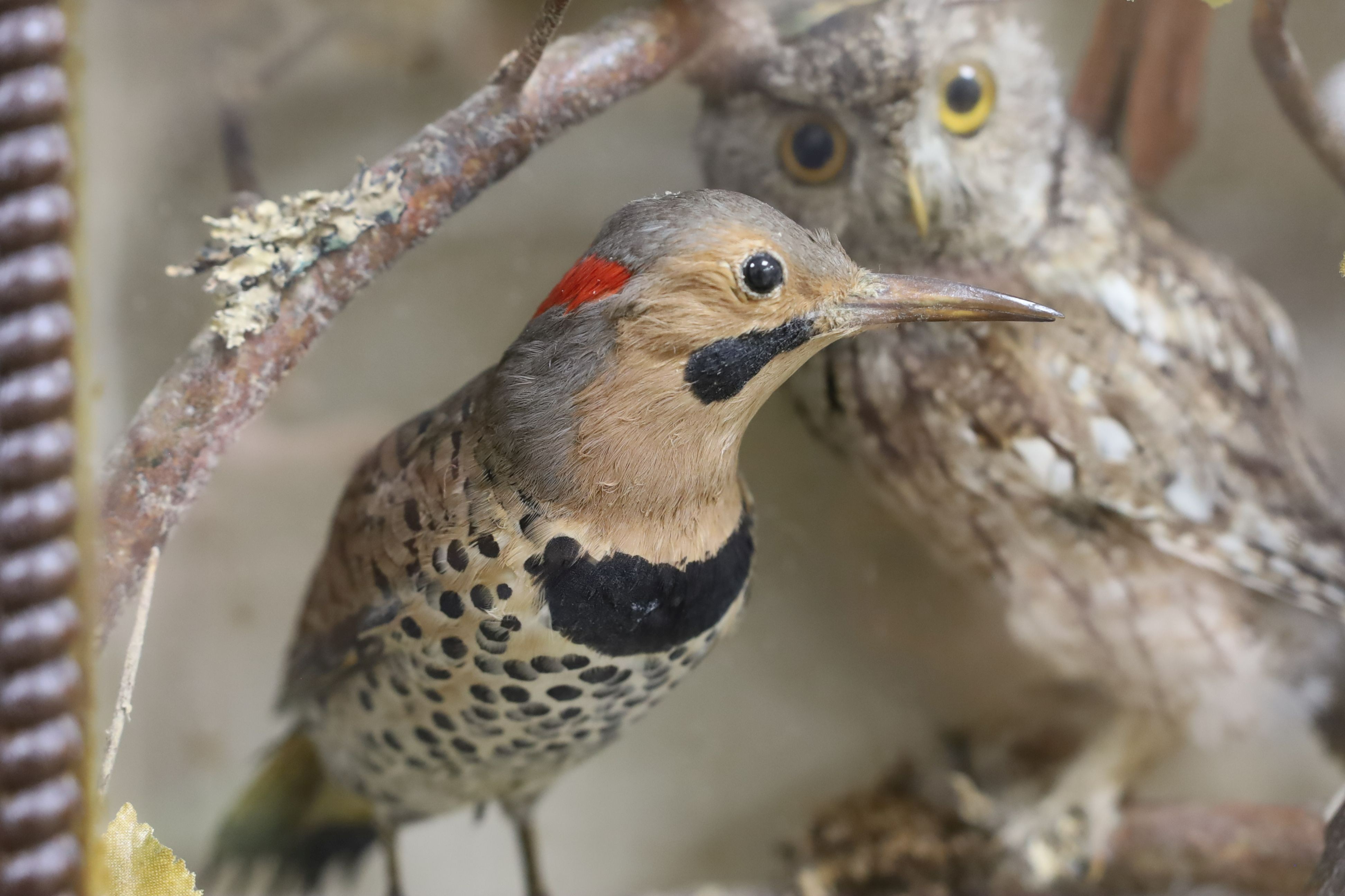 A late 19th / early 20th century North America taxidermy display of Native birds and chipmunk, case width 54cm height 75cm